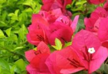 三角梅有哪些風水學應用呢 三角梅的風水學應用-酷播亮新聞