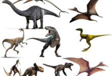 蛋先於雞，但這個蛋不是雞蛋！-酷播亮新聞