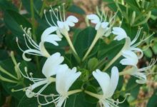 金銀花和它一起泡水，營養翻倍，排毒養顏，女性氣色更好了-酷播亮新聞