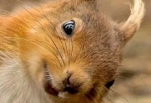 動物世界一週攝影精選（131）-酷播亮新聞