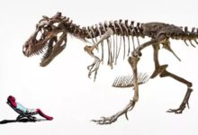 你的皮膚為什麼容易被晒傷？還不是被恐龍給逼的！-酷播亮新聞