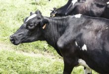 《生肖牛》財運，方位在哪裡？這2生肖屬相，是你的財-酷播亮新聞