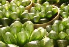 多肉這樣緩苗才最容易成活！-酷播亮新聞