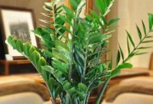 金錢樹有哪些風水學應用 金錢樹的風水學應用-酷播亮新聞