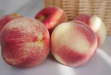 想吃新鮮的桃子何必等明年？冬雪蜜桃，僅售2周！-酷播亮新聞