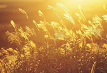 秋天乾燥，3道美食不可錯過，女人多吃就對了-酷播亮新聞