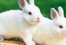 10月10號，喜鵲枝頭叫，財運運勢逆轉，有望中頭獎的3生肖-酷播亮新聞