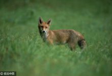 萬聖節又要來了，令美國人不安的特殊徵兆之聲也要來了-酷播亮新聞