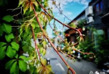 京城孤獨記（手機攝影） | 行知​北京​-酷播亮新聞