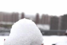 哈爾濱降雪，多肉被雪覆蓋，還能挺住嘛-酷播亮新聞