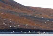 人類作孽北極熊瀕臨滅絕，大自然卻為它另指了一條尷尬生路-酷播亮新聞