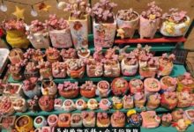 多肉的七年之癢：有一種出坑，叫「我以為」！-酷播亮新聞