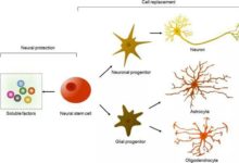 再生醫學中幹細胞和新材料的研究和應用-酷播亮新聞