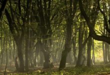 世界上真正的「獨苗」：僅存的一棵樹，就在中國，很多人都沒見過-酷播亮新聞