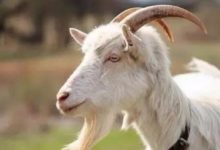 生肖羊，10月有「煩心事」？什麼事？特別是67年屬羊人士-酷播亮新聞