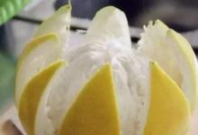 柚子皮除了吃，把它放家裡還有其他有妙處的，快留下來用-酷播亮新聞