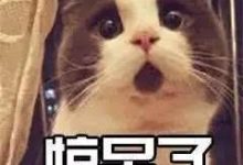 王思聰吃熱狗上頭條後，網民中的設計師們做了什麼？-酷播亮新聞