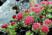 這種罕見多肉植物，人稱：「高原人蔘」，是男人的補腎草！-酷播亮新聞
