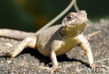 千奇百怪的卵（三）：這些寶寶的性別竟由孵化溫度決定！-酷播亮新聞