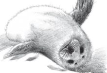 一步一步學畫小海豹-酷播亮新聞