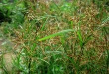 此草是婦科病「死對頭」，用它煎湯喝，養子宮和氣血，趕跑婦科病-酷播亮新聞