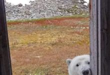 活捉一隻表情包北極熊，快到我掌中來！-酷播亮新聞