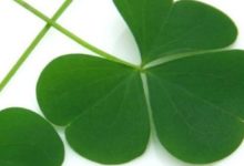 運氣超人一等，好事不斷的生肖！-酷播亮新聞