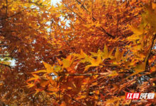 桂陽：因你而「楓」 為你而來-酷播亮新聞