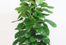 家居風水中，我們擺放綠植有哪些需要注意的-酷播亮新聞