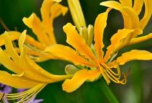 女性皺紋的剋星，每天吃一點，皺褶減少，色斑消退，顯年輕-酷播亮新聞