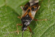 這些常見的生物到底是敵是友？（上）-酷播亮新聞