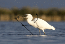 插畫與攝影的碰撞會產生怎樣的火花？-酷播亮新聞