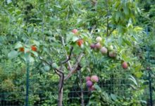 牛人！他竟然讓一棵樹結了40種果實-酷播亮新聞