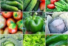 健康生男孩夢想輕鬆實現全靠這一招！-酷播亮新聞