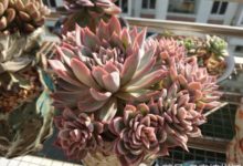 群生的多肉植物不一般，一起看看園藝師的陽台-酷播亮新聞