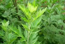 女性想要婦科好，用此物煲水，殺菌消炎，婦科炎症不再擾-酷播亮新聞