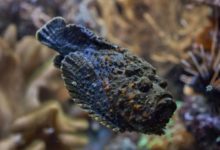 它雖然樣貌平凡，但卻十分「毒辣」，若被它誤傷或會喪命-酷播亮新聞