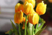 別再只會買綠蘿了，這些盆栽也很有用！而且都比綠蘿好看！-酷播亮新聞