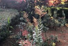 攝影與修圖｜如何突出照片主體-酷播亮新聞