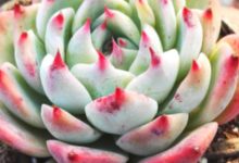 13種以星座命名的多肉植物，第5種天文學中並沒有這個名字-酷播亮新聞