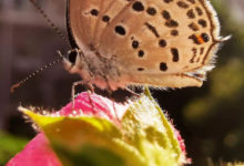 HUAWEI Mate 20系列 | 超級微距，掀開手機攝影新篇章！-酷播亮新聞