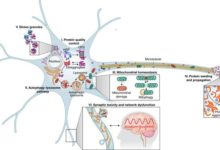 【腦科學日報】Science：莊小威等利用新成像技術開啟大腦「黑匣子」；Nature: 艾倫研究所釋出最新大腦皮質「細胞型別」-酷播亮新聞