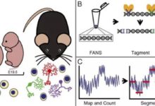 PNAS：「​AI​版」單細胞分析技術揭示大腦發育過程的DNA變化-酷播亮新聞