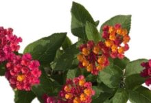 花期最長的植物，全年開花，漂亮好養，陽台盆栽養花，有它就夠了-酷播亮新聞