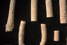 俄羅斯科學家發現了3億年前的「螺絲釘」它是怎麼被保存下來的?-酷播亮新聞
