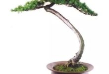 在盆景製作中應遵循哪些藝術原則-酷播亮新聞