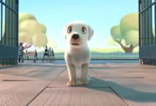 暖心！治癒系勵志短片《導盲犬小P》-酷播亮新聞