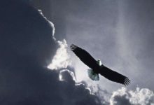 天高任鳥飛，鳥兒究竟能飛多高？總有一種讓你折服-酷播亮新聞