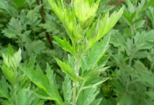 艾草和它都是婦科病剋星，功效相反，用對不勞醫生，用錯病上加病-酷播亮新聞