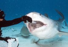 攝影奇聞：最大膽攝影師，冒死拍攝鯊魚嘴內結構，太神奇了-酷播亮新聞